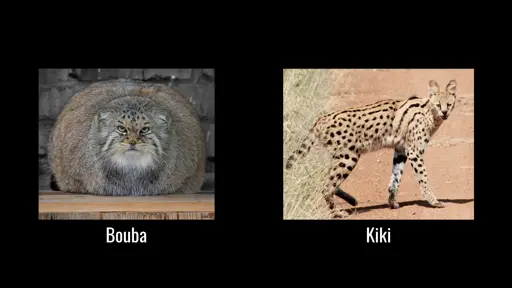 Meme image.   On the left side is a picture labeled "bouba", of a manul looking extremely fluffy and round, with its distinctive round pupils clearly visible. Its fur is mostly a sort of orangeish brown color, with light whitish fur under the chin and on its "chest".  On the right side of the meme is a picture labeled "kiki", of a long-legged, pointy-eared, serval with black spots and stripes on its golden yellow fur.